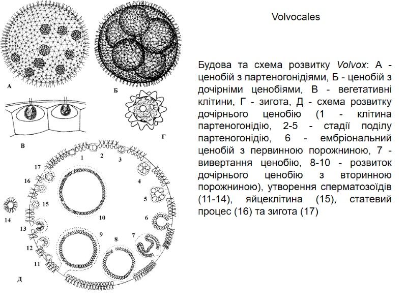 Будова та схема розвитку Volvox: А - ценобій з партеногонідіями, Б - ценобій з